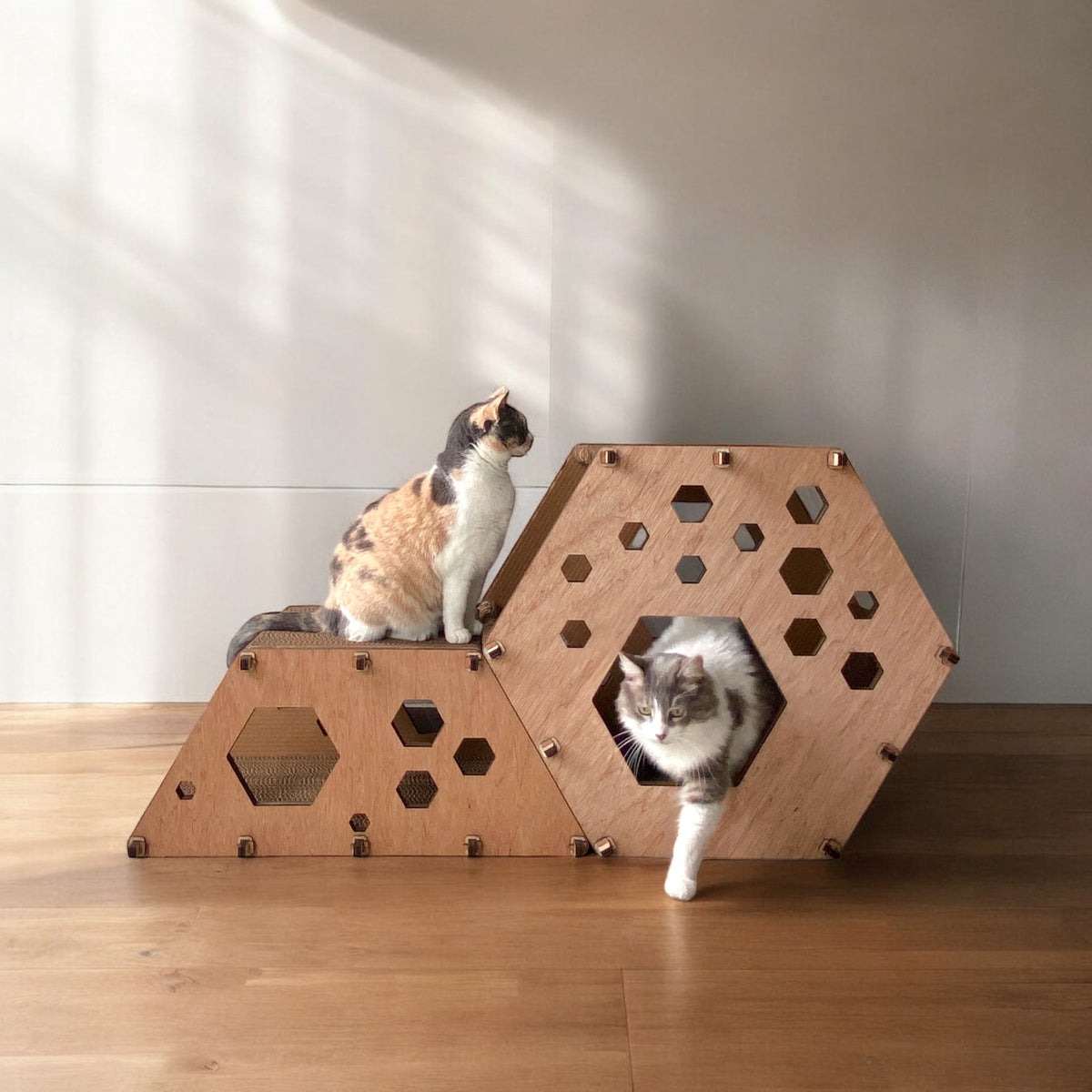 Bee a Cat