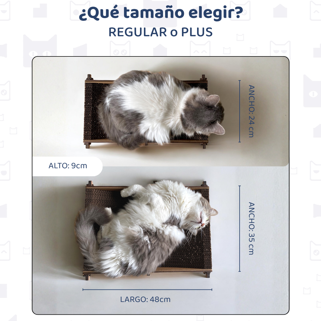 Catmarote